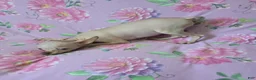 Chihuahua dogs for sale: Hairless Girl  - Ad 5