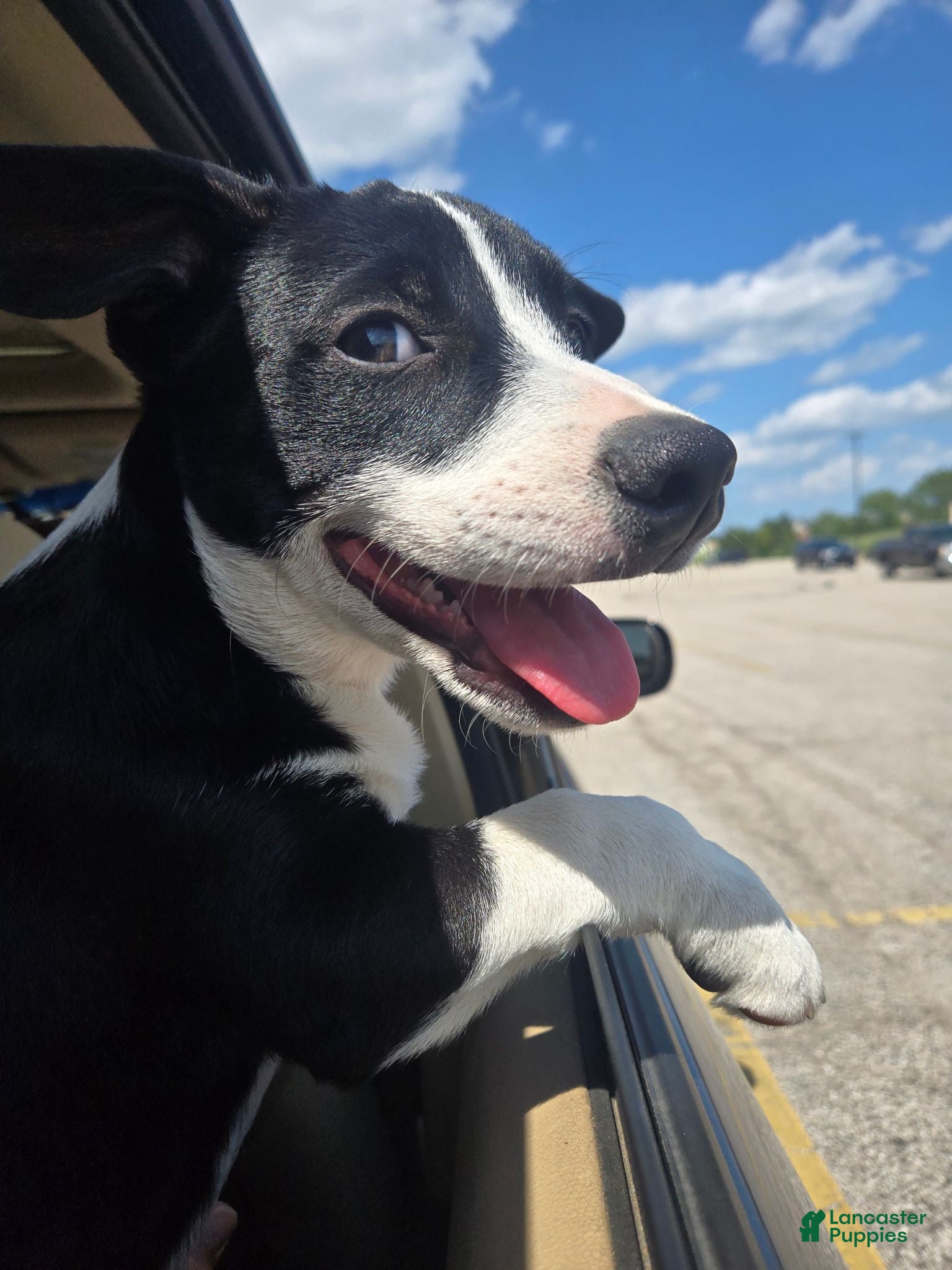 Mixed Breed dogs Schwepps  - Ad 18