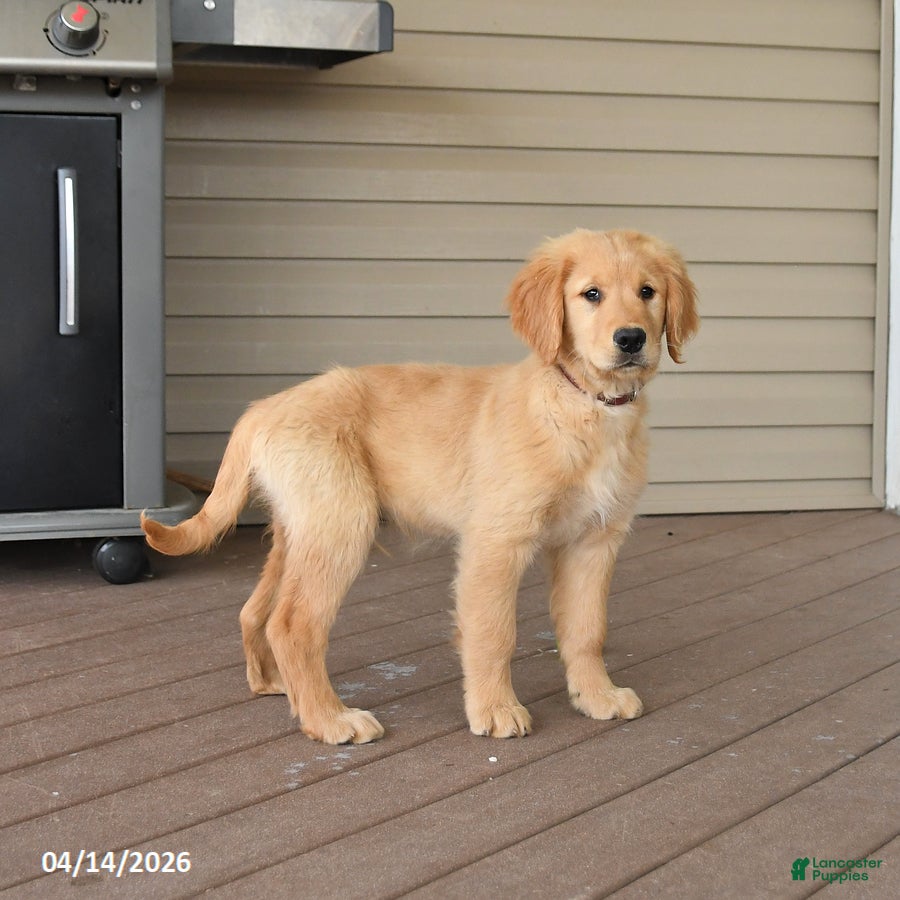 Golden Retriever dogs Monty - Ad 1