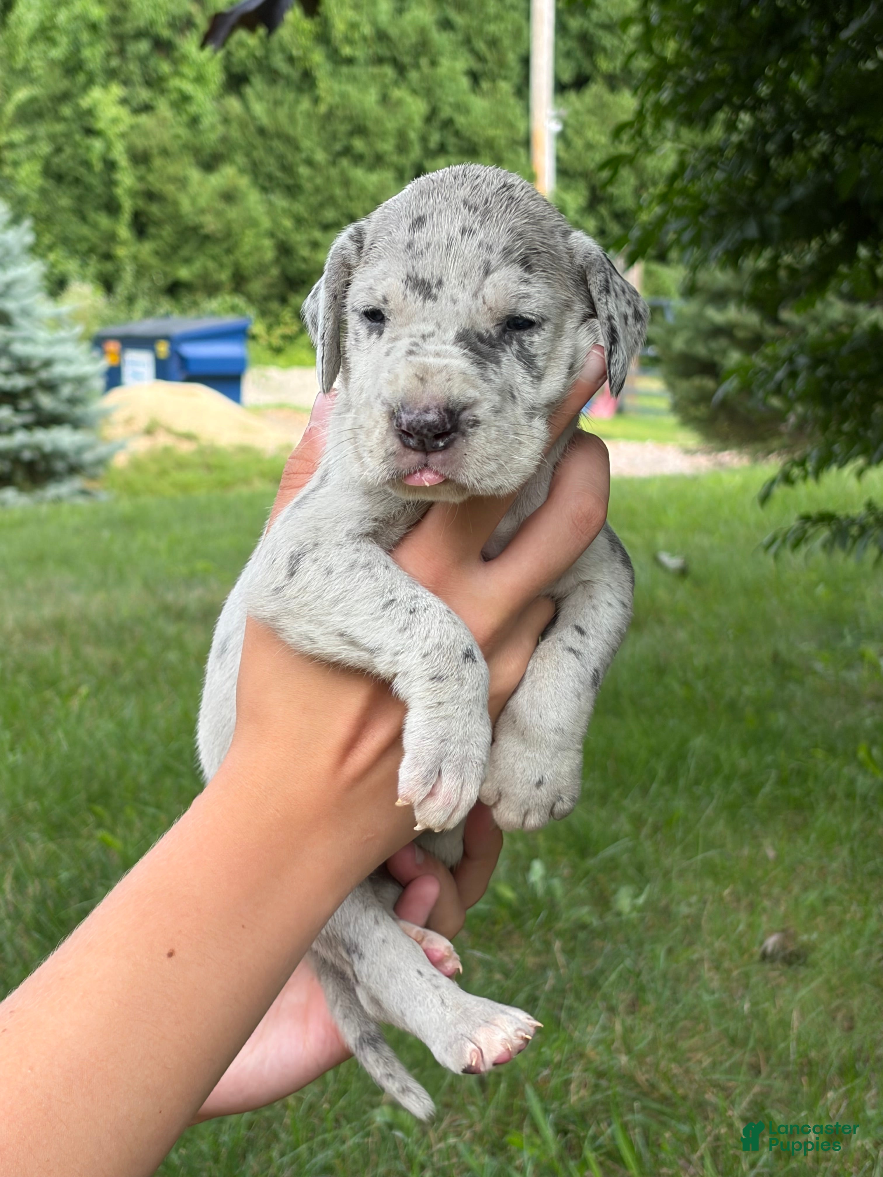 Great Dane dogs Savannah - Ad 1