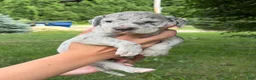 Great Dane dogs for sale: Savannah - Ad 2