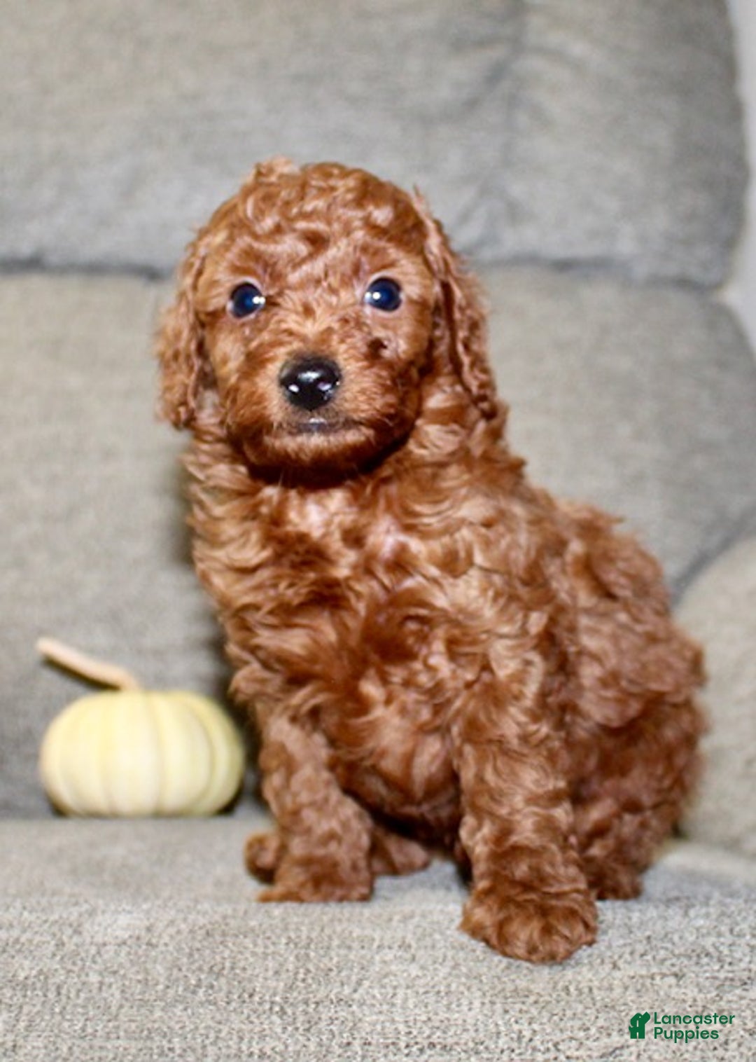 Miniature Poodle dogs for sale: Champ - Ad 16