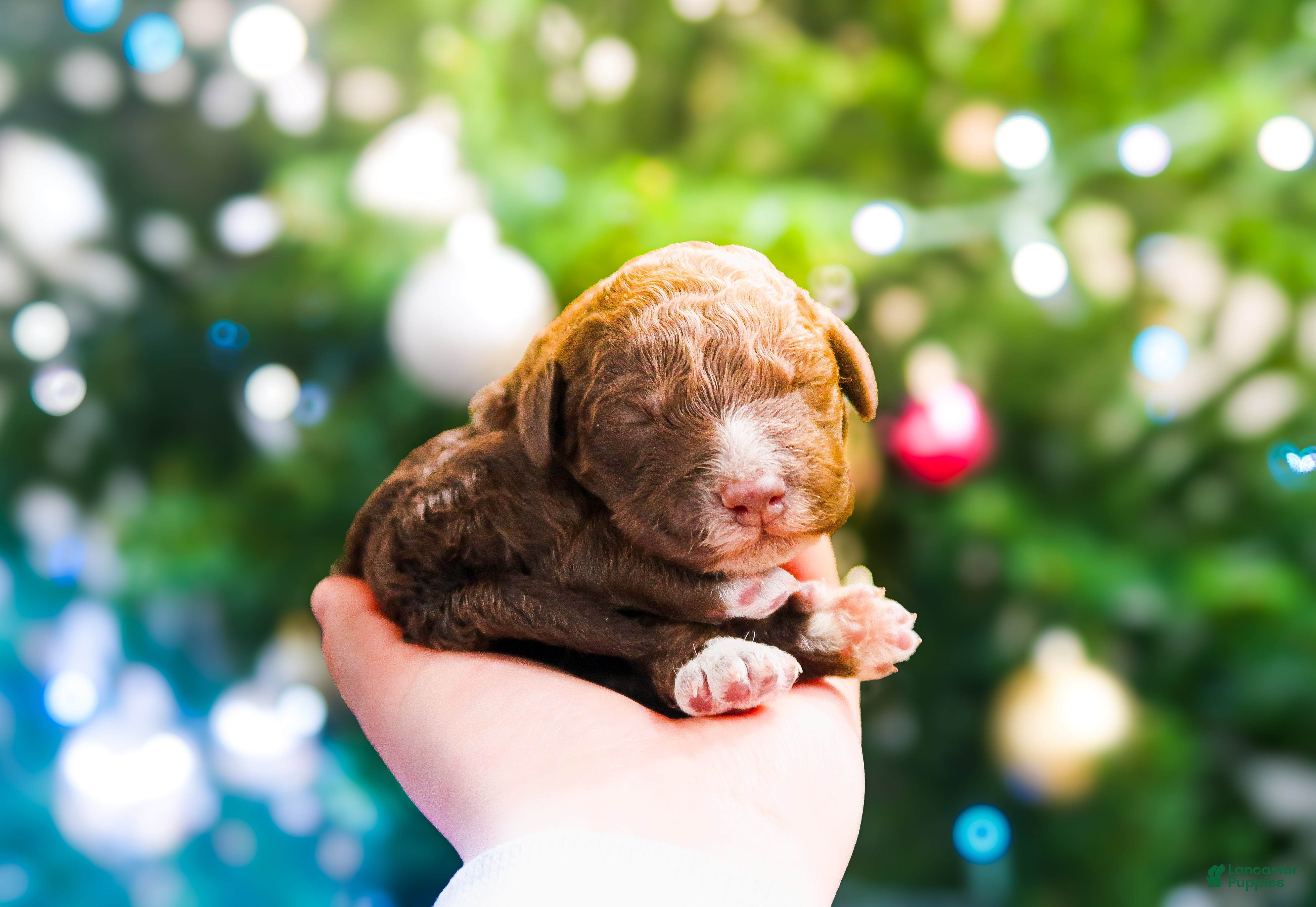Lagotto Romagnolo dogs male 3 - Ad 11