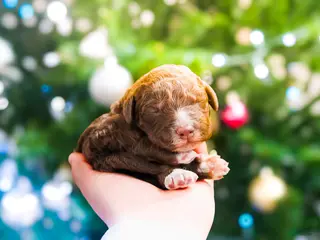 Lagotto Romagnolo dogs male 3 - Ad 5