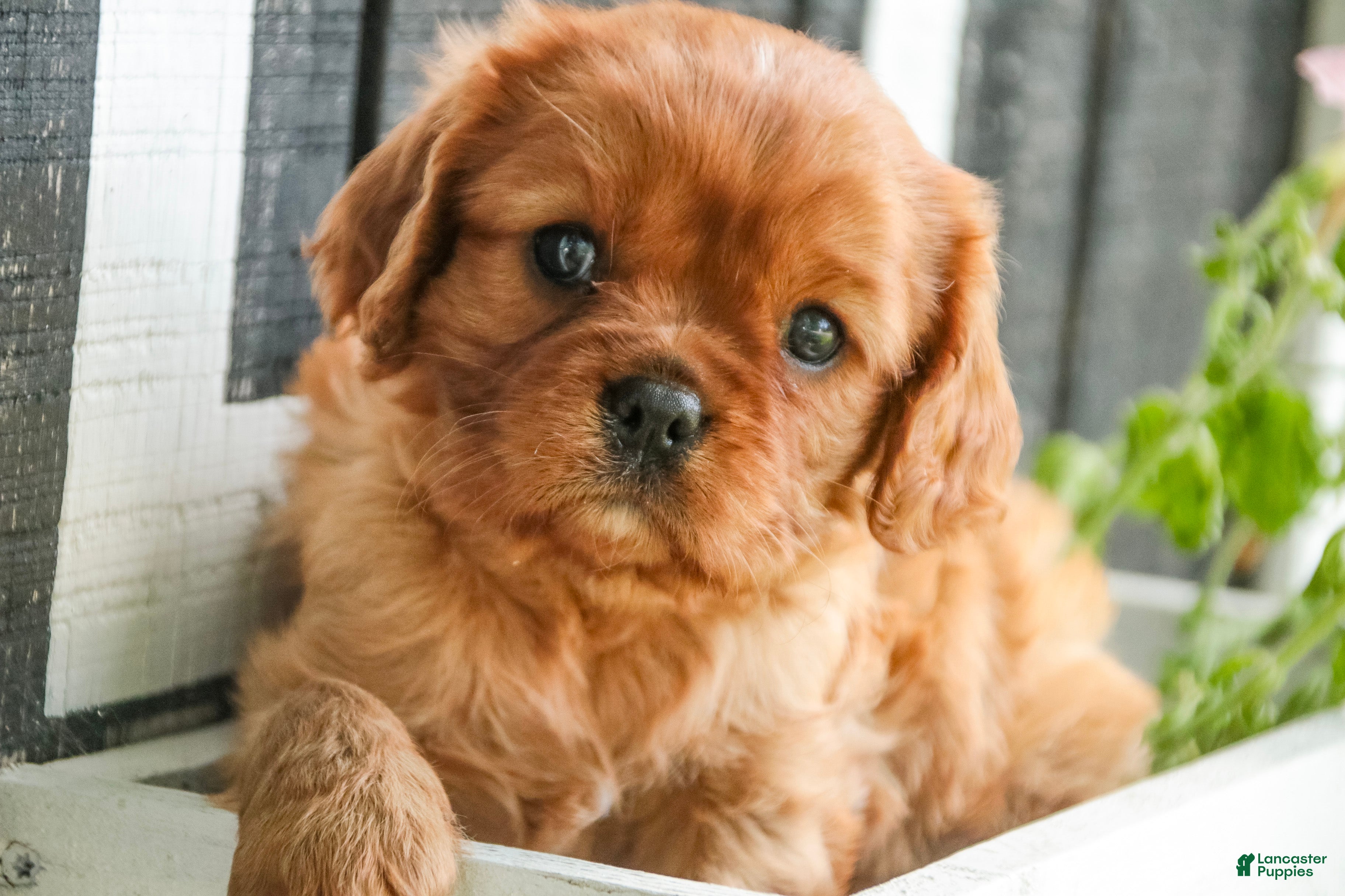 Cavalier King Charles Spaniel dogs Gemma Cavalier King Charles Spaniel  - Ad 1