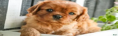 Gemma Cavalier King Charles Spaniel 