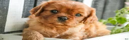 Cavalier King Charles Spaniel dogs for sale: Gemma Cavalier King Charles Spaniel  - Ad 1