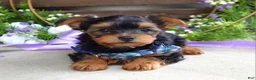 Yorkshire Terrier dogs for sale: Finn - Ad 8