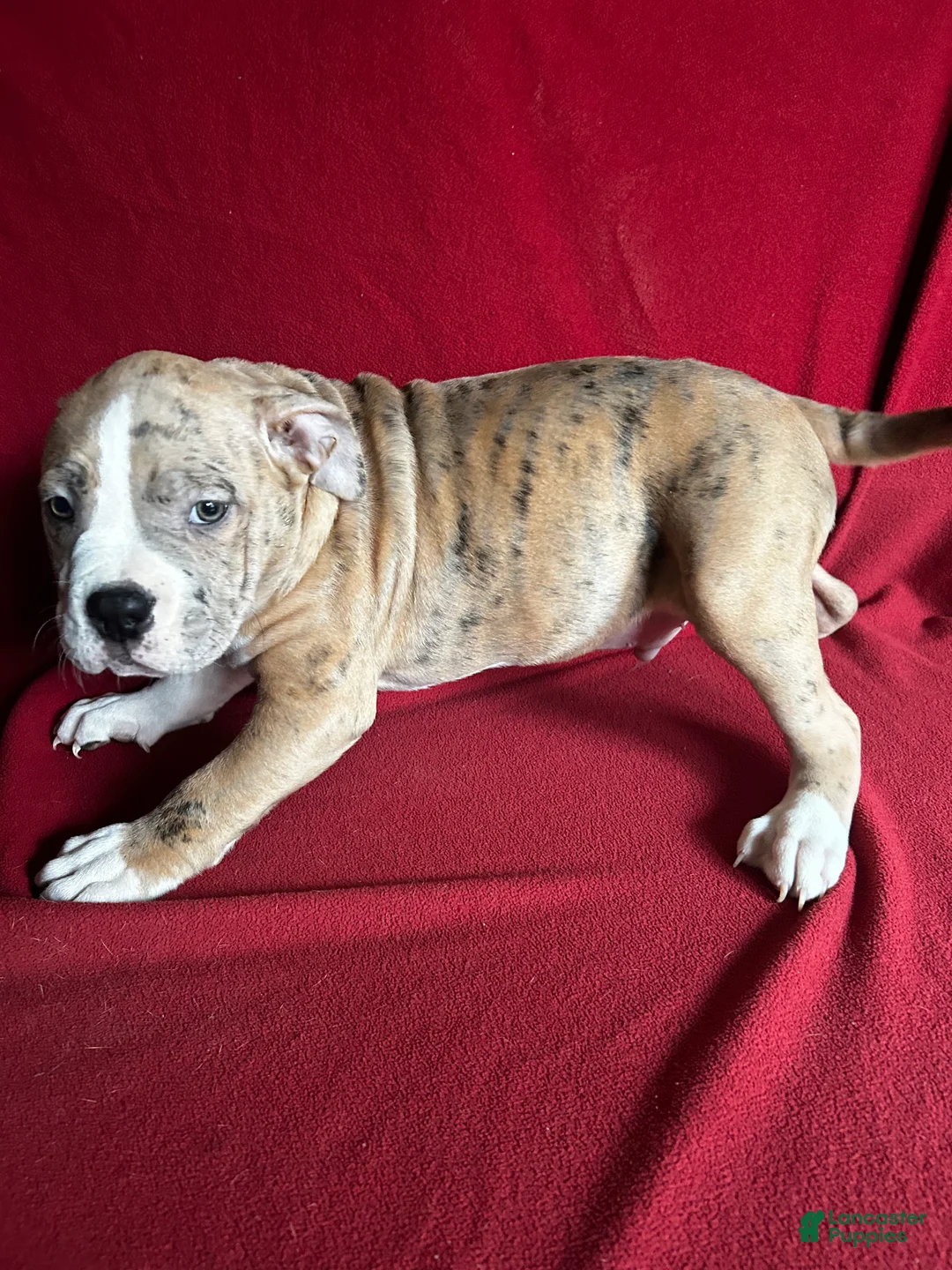 American Bully dogs for sale: American Bully Puppy 1 - Ad 1