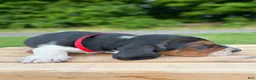 Basset Hound dogs for sale: Charlie - Ad 2