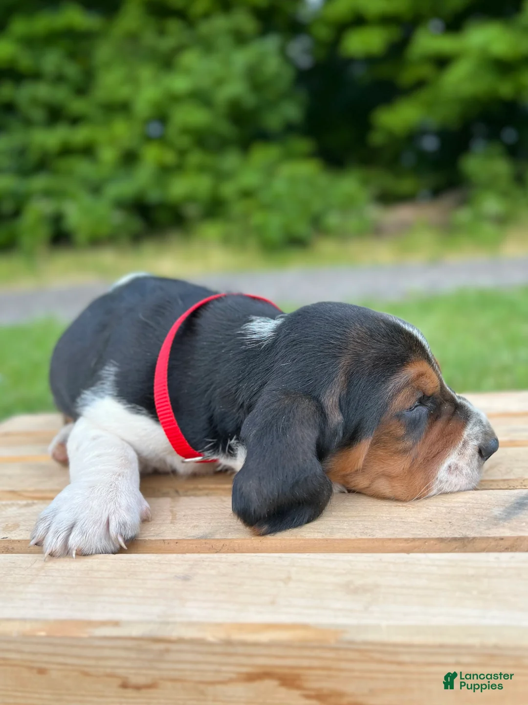 Basset Hound dogs for sale: Charlie - Ad 2