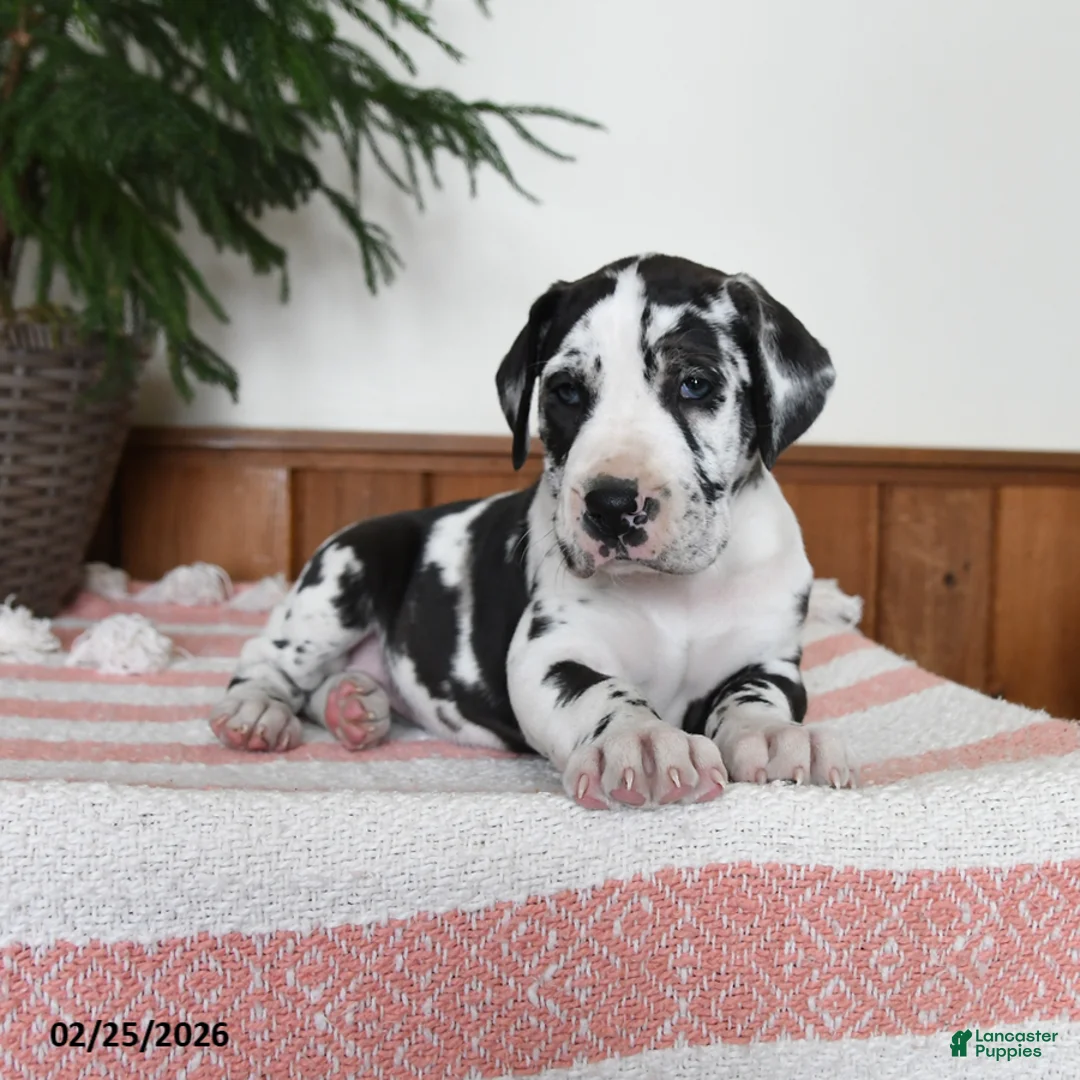 Great Dane dogs for sale: Nova - Ad 3