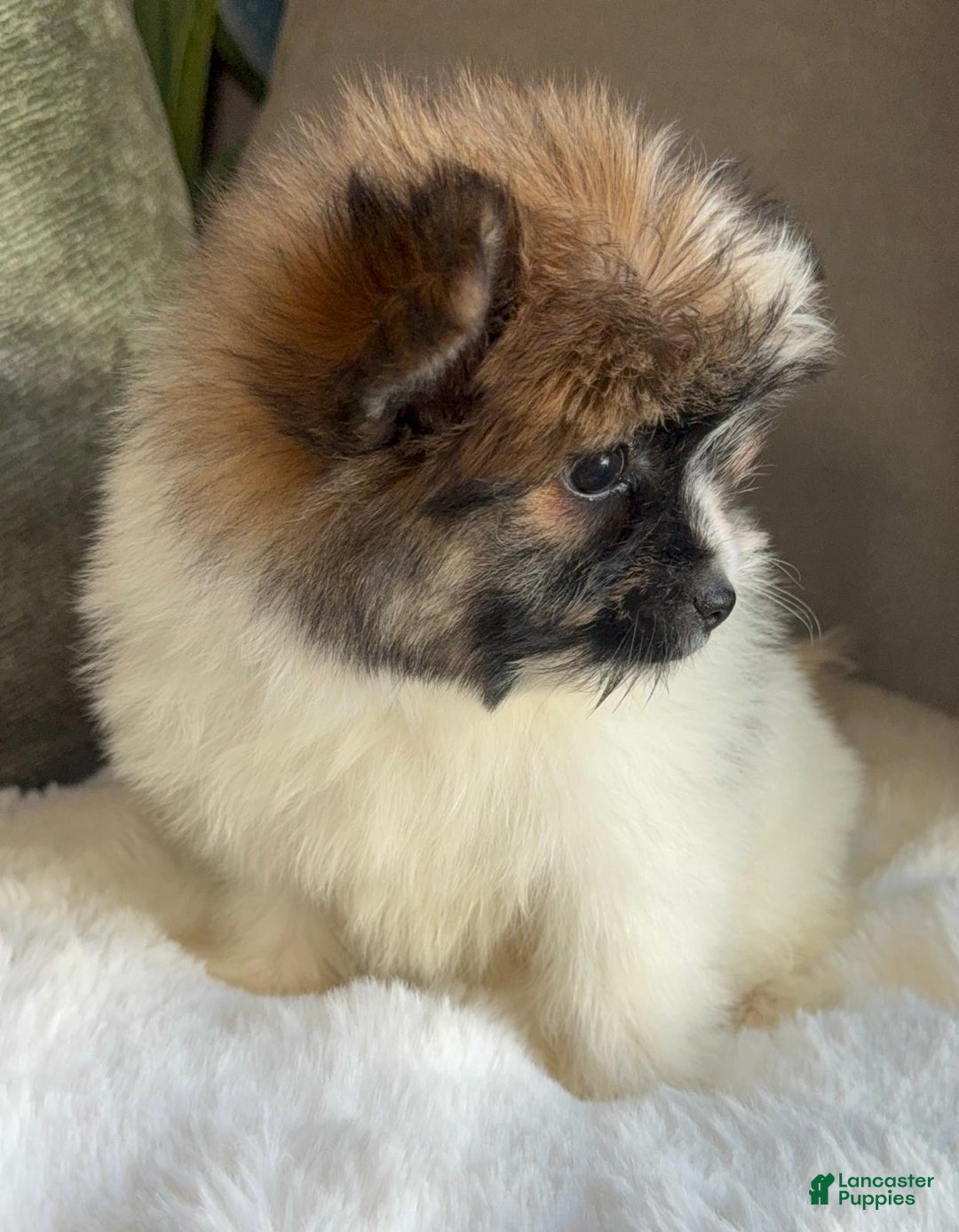 Mixed Breed dogs for sale: Designer Breed Yorkishire Terrier, Pomeranian Mix Puppy Female Daisy - Ad 8
