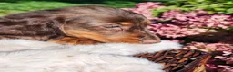 Miniature Dachshund dogs for sale: Espresso  - Ad 11