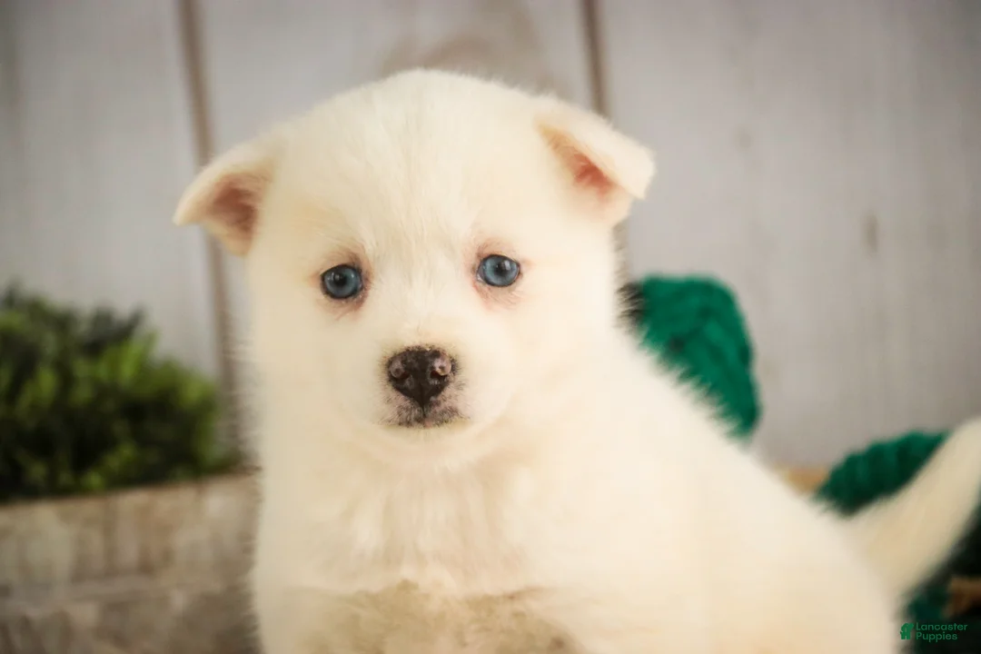 Pomsky dogs for sale: Saxon - Ad 2