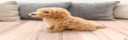 Miniature Poodle dogs for sale: Copper - Ad 5
