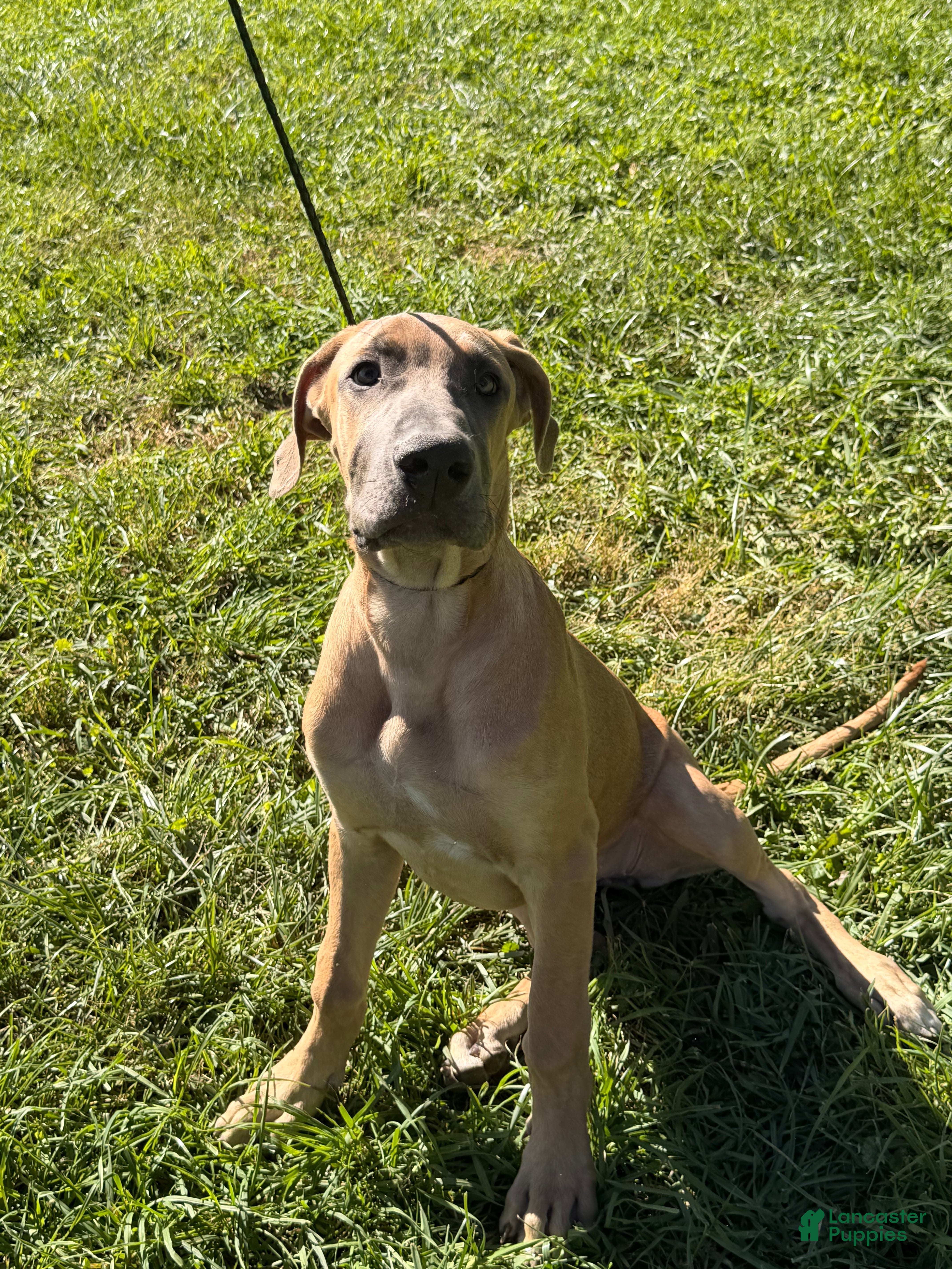 Great Dane dogs Patience Great Dane  - Ad 1