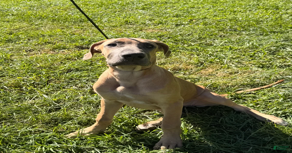 Great Dane Puppies for sale in Cincinnati, Ohio | Lancaster Puppies