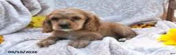 English Cocker Spaniel dogs for sale: Roselyn Mari - Ad 3