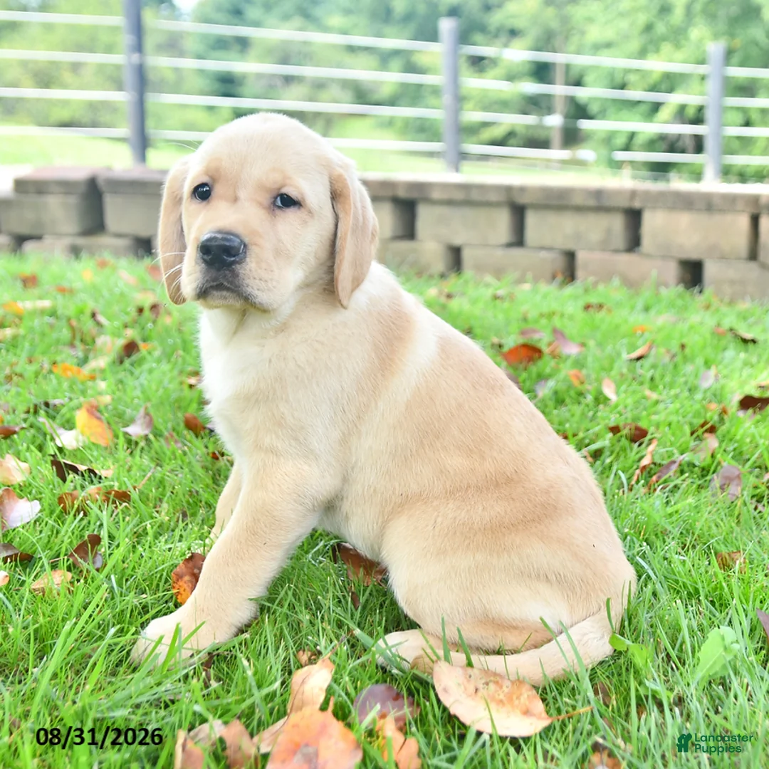Labrador Retriever dogs for sale: Rolly - Ad 2