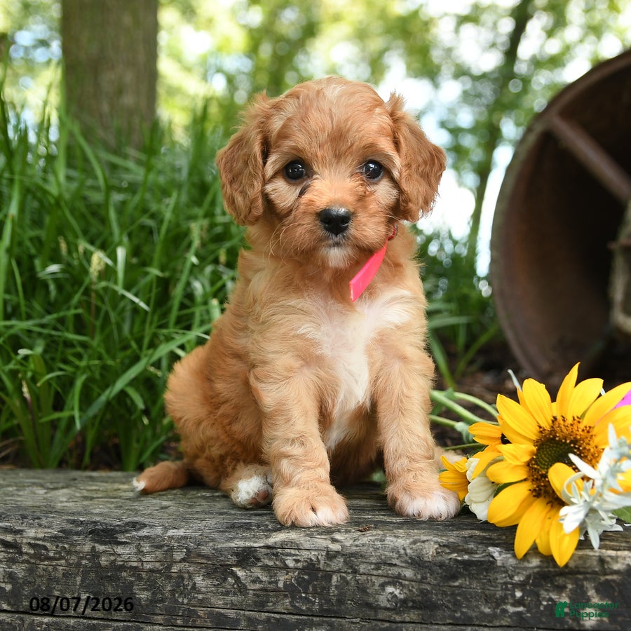 Cavapoo dogs Cutie - Ad 1