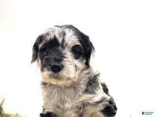 Mini Aussiedoodle dogs Mini Aussiedoodle "Scotch" - Ad 5