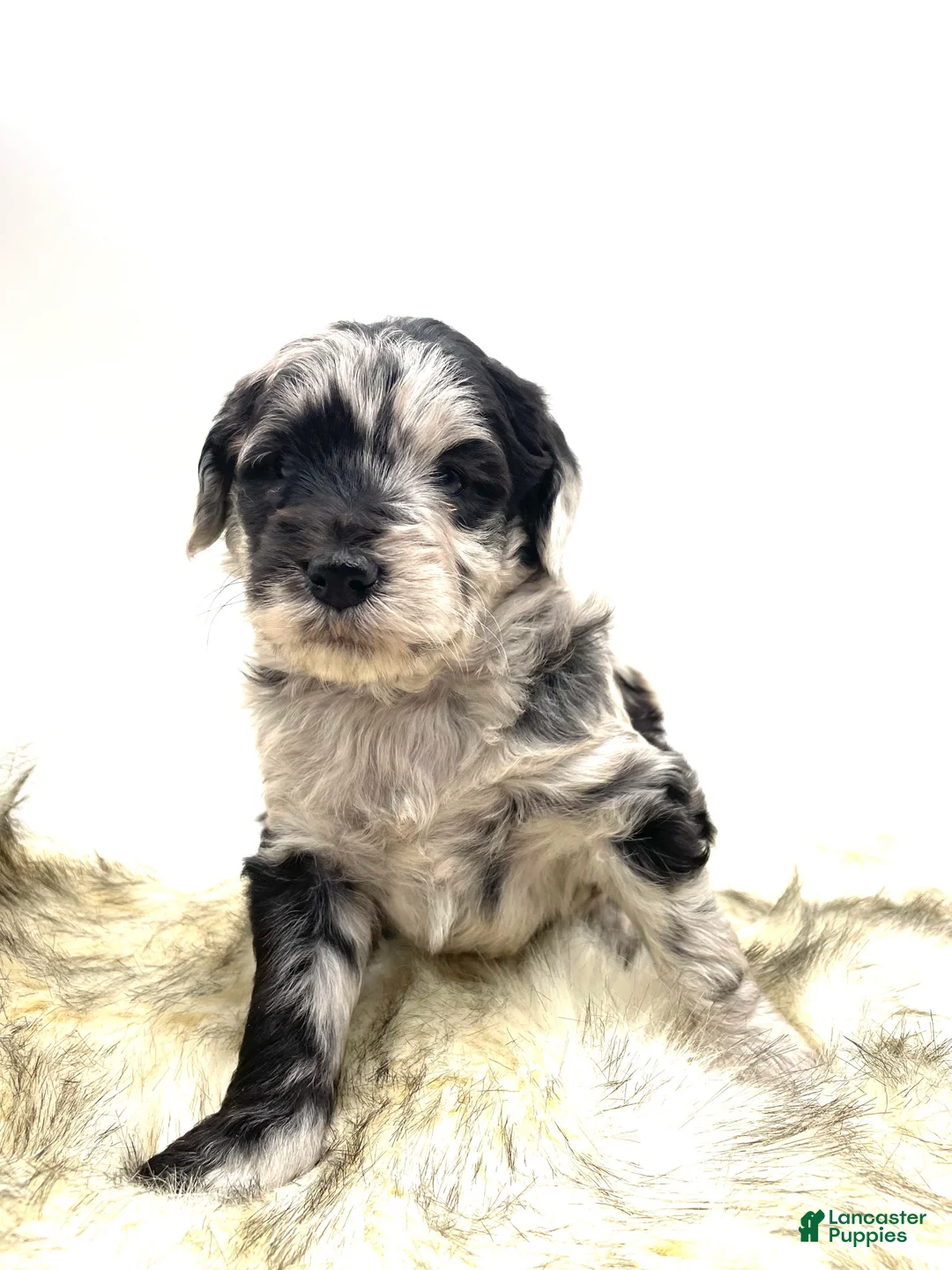 Mini Aussiedoodle dogs for sale: Mini Aussiedoodle "Pine" - Ad 3