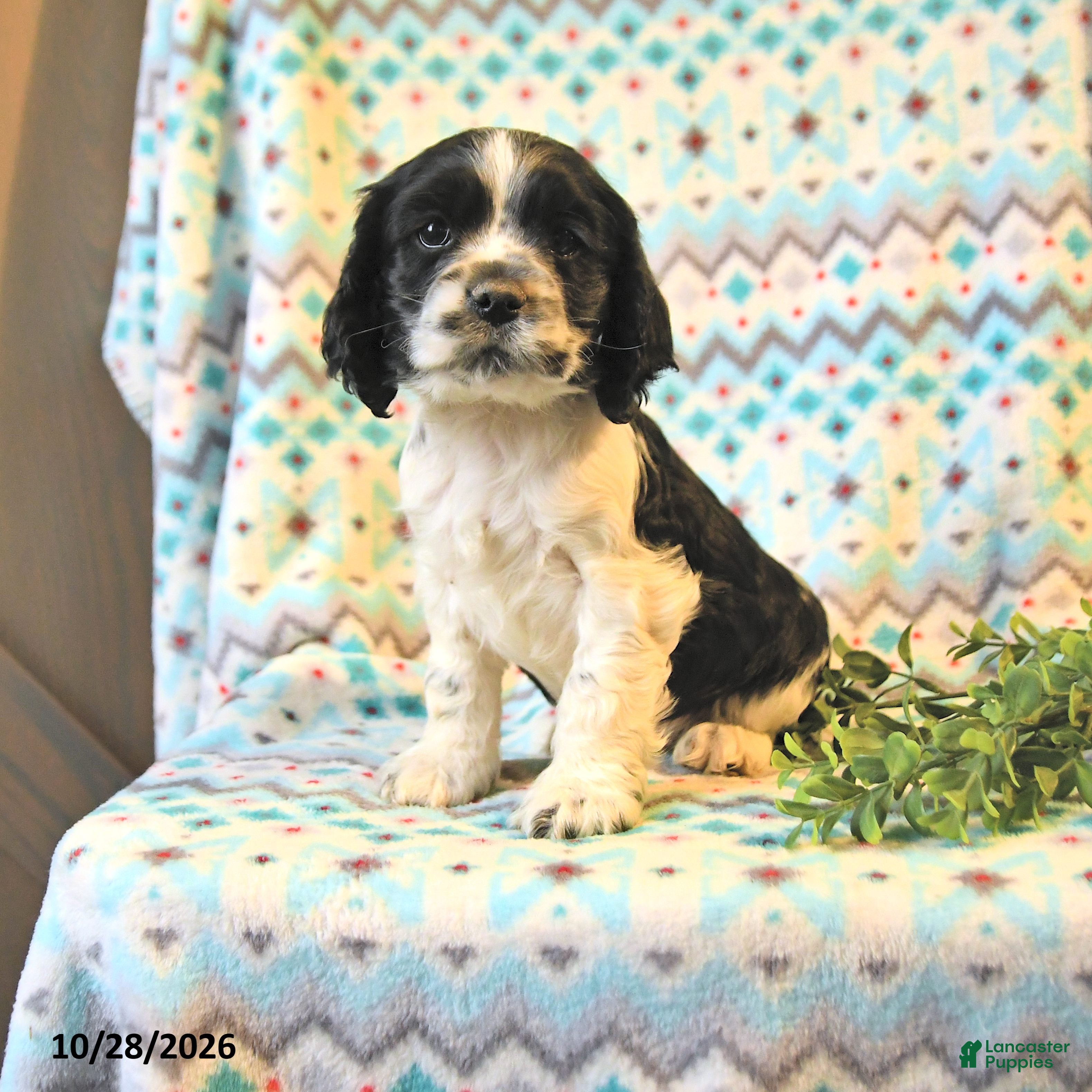 Cocker Spaniel dogs for sale: Tucker - Ad 1
