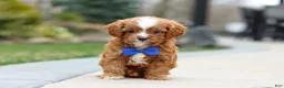 Cavapoo dogs for sale: Archie - Ad 1