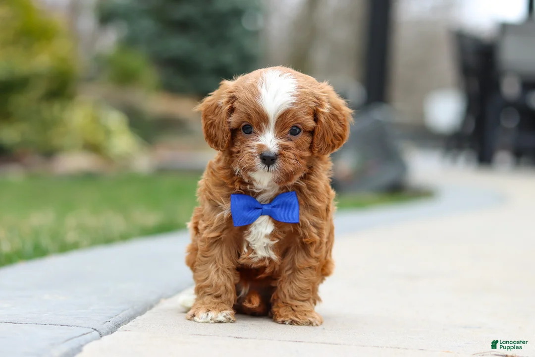 Cavapoo dogs for sale: Archie - Ad 1