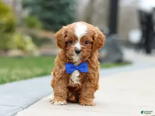 Cavapoo dogs for sale: Archie - Ad 2