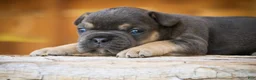 French Bulldog dogs for sale: Gunner French Bulldog  - Ad 6