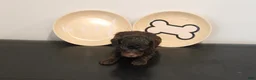 Mixed Breed dogs for sale: Chocolate Phantom Male - Ad 3