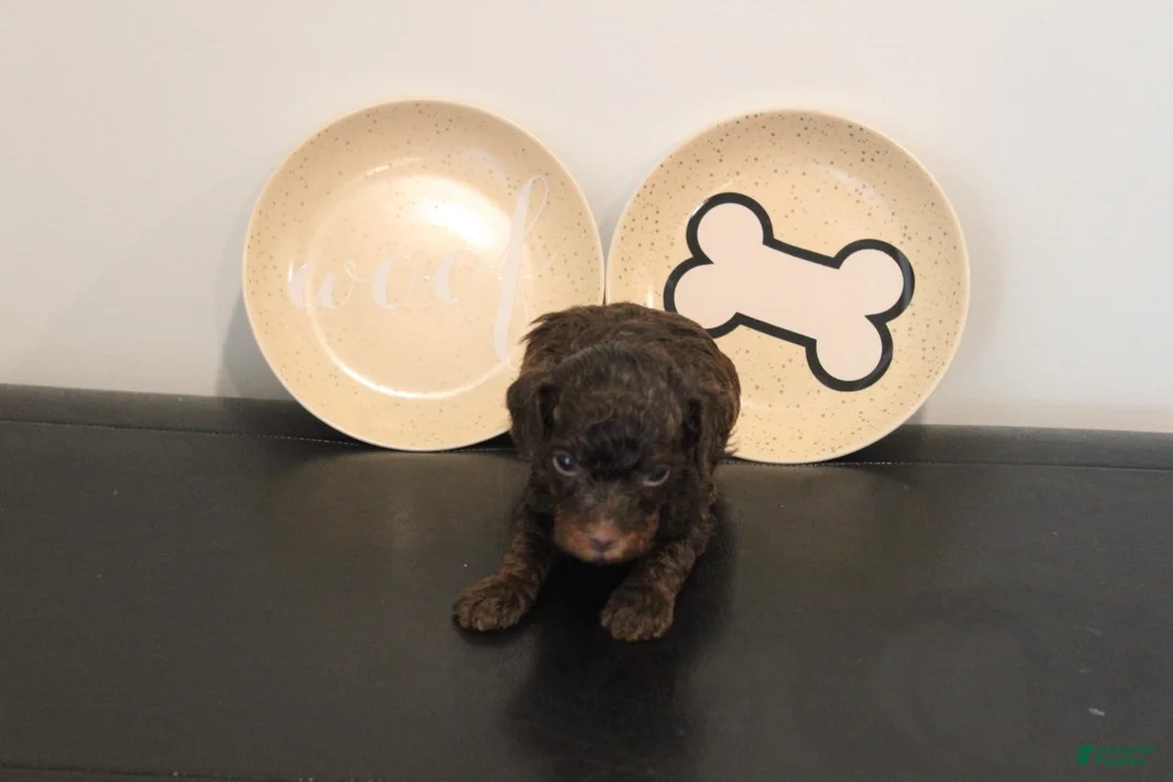 Mixed Breed dogs for sale: Chocolate Phantom Male - Ad 3