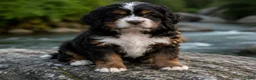 Mixed Breed dogs for sale: Penny - Ad 5
