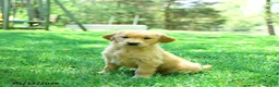 Golden Retriever dogs for sale: Precious - Ad 2