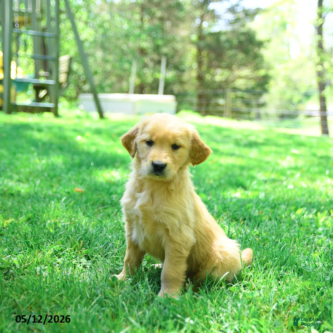 Golden Retriever dogs for sale: Precious - Ad 2