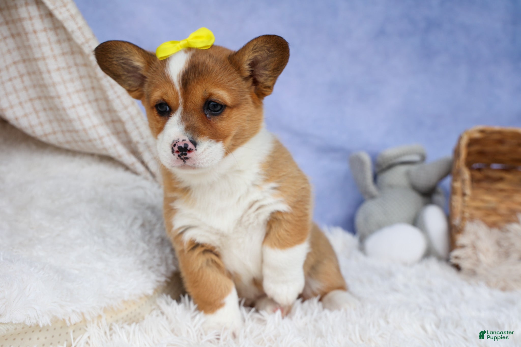 Welsh Corgi Pembroke dogs 🐾 MEET WILLA ROSE 🐶❤️ - Ad 2