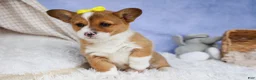 Welsh Corgi Pembroke dogs for sale: 🐾 MEET WILLA ROSE 🐶❤️ - Ad 2