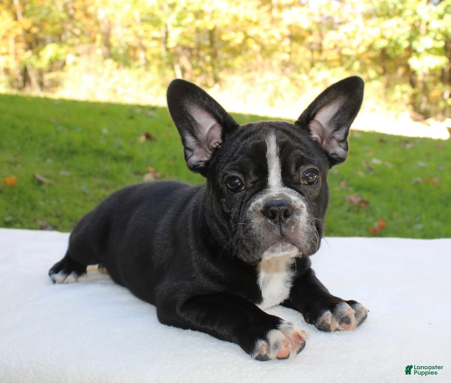 Frenchton dogs Archie  - Ad 1