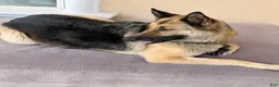 Gerberian Shepsky dogs for sale: Mila  - Ad 3