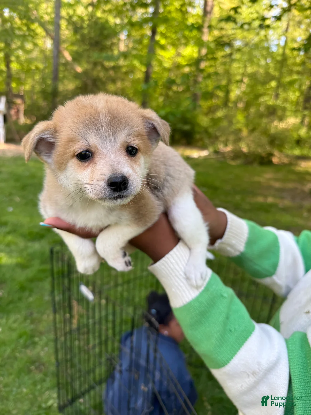 Pomchi dogs for sale: Pomchi Puppy 2 - Ad 1