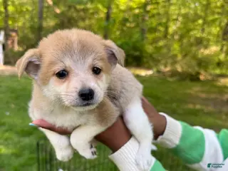 Pomchi dogs Pomchi Puppy 2 - Ad 2