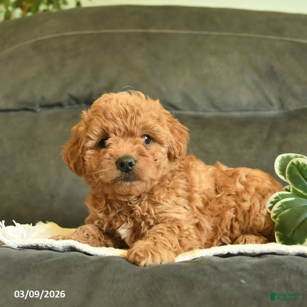 Labradoodle dogs for sale: Chuckles  - Ad 3