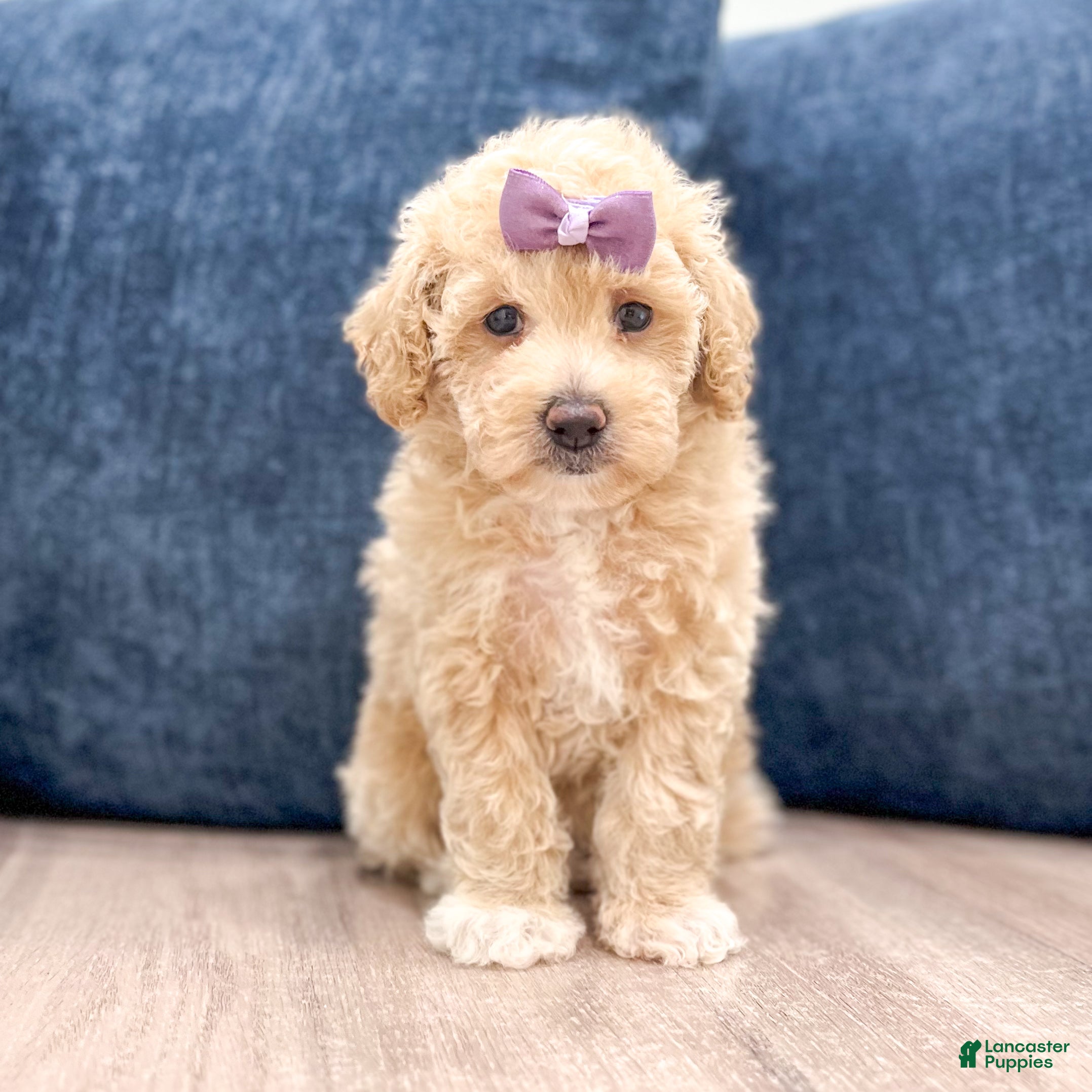 Bichpoo dogs Zoey - Ad 1
