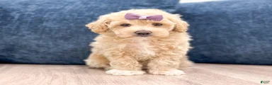 Zoey