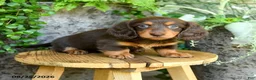 Miniature Dachshund dogs for sale: Ellie - Ad 1