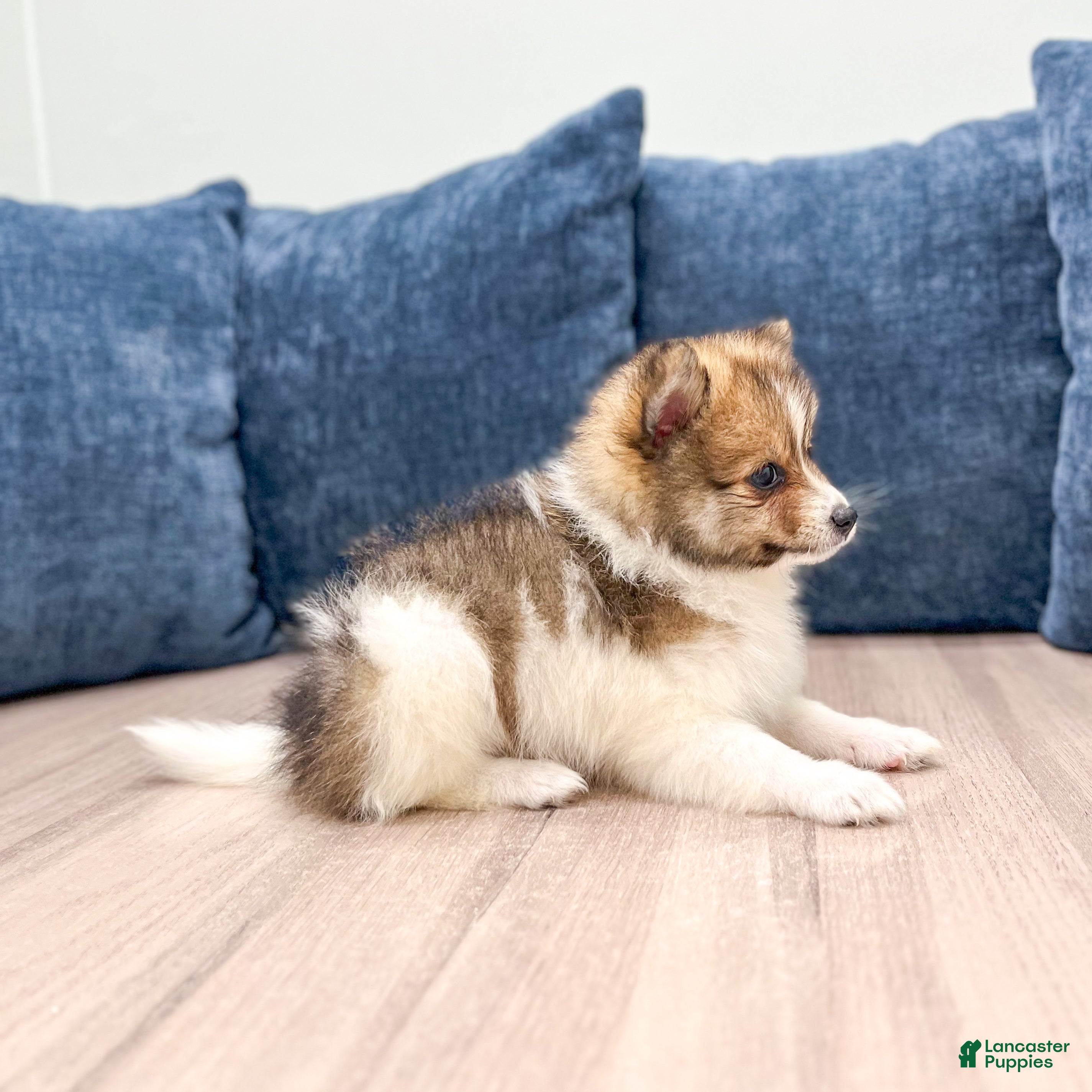 Pomeranian dogs Kaden - Ad 1