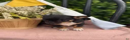 Chihuahua dogs for sale: Lacey - Ad 17