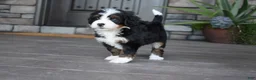 Mini Bernedoodle dogs for sale: Casey - Ad 9